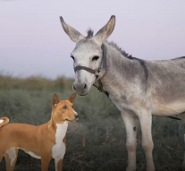 China wants to import Donkey and dogs from Pakistan